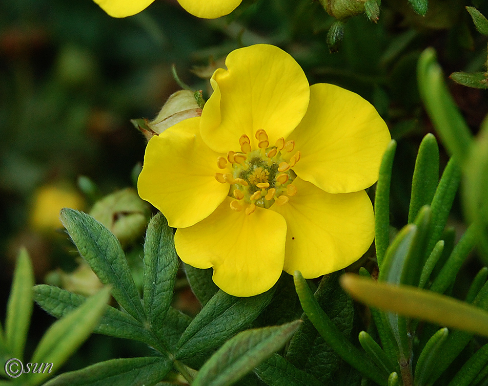 Изображение особи Dasiphora fruticosa.