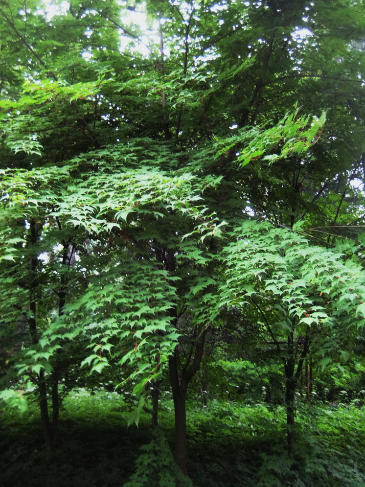 Image of Acer komarovii specimen.