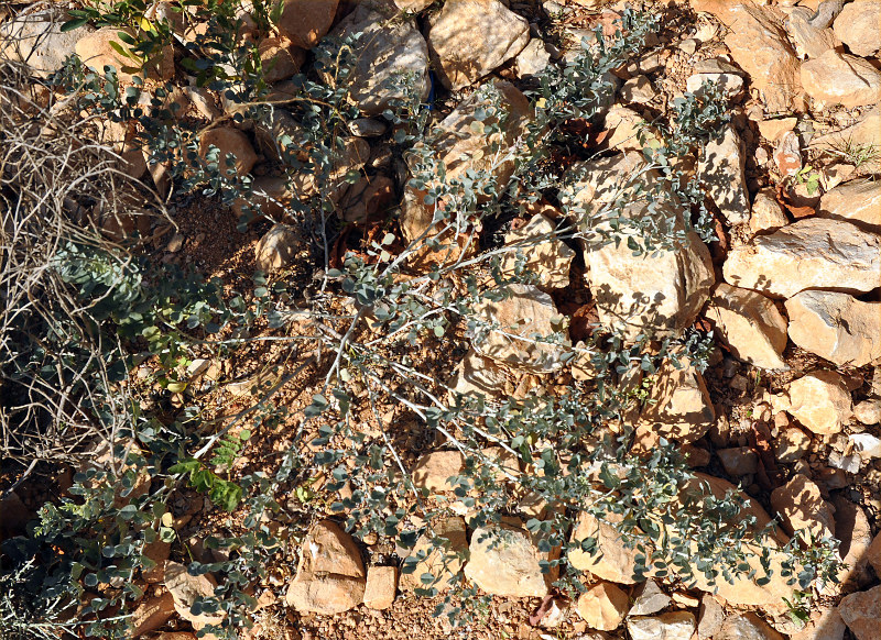 Image of Indigofera articulata specimen.