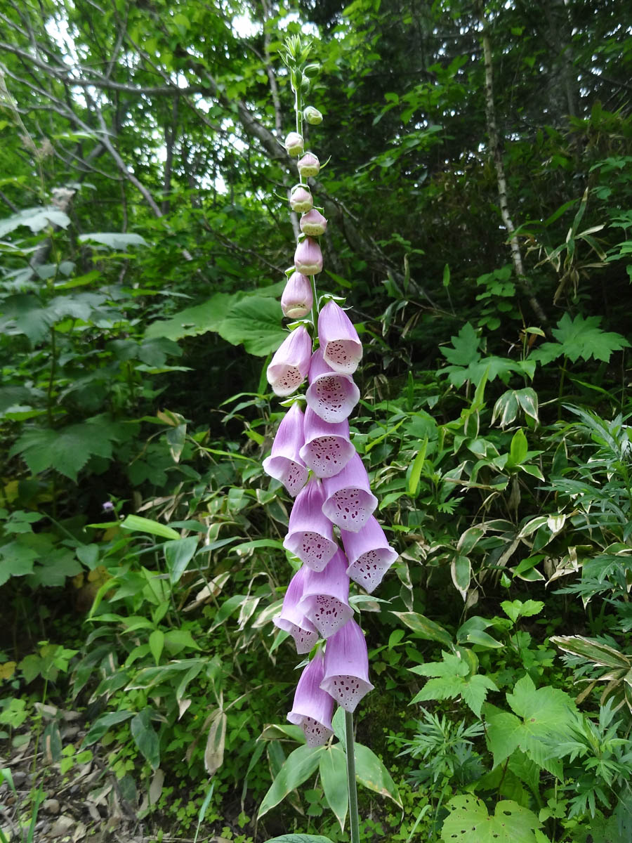 Изображение особи Digitalis purpurea.