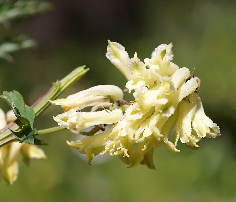 Image of Corydalis semenowii specimen.