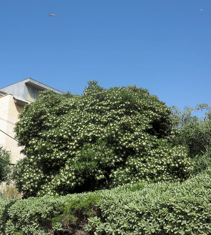 Image of Pittosporum tobira specimen.