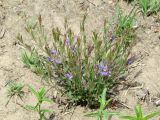 Polygala sibirica