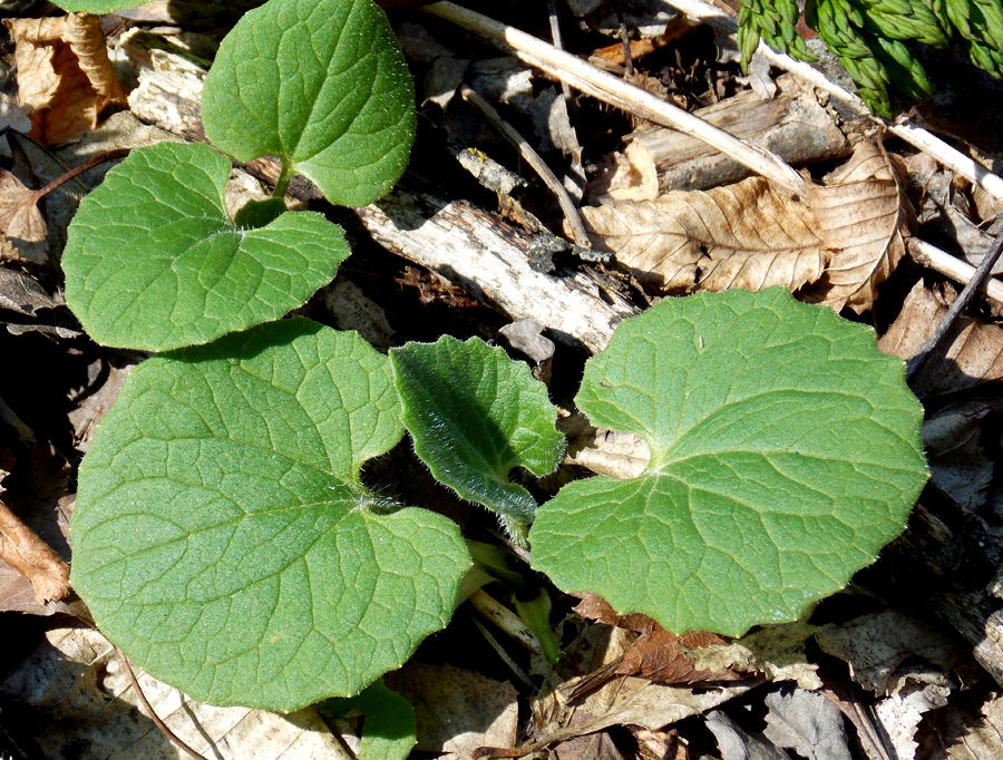 Image of Doronicum orientale specimen.