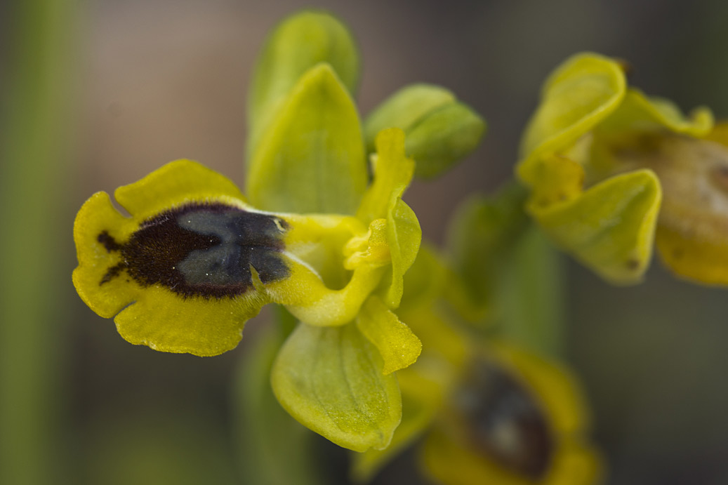 Image of Ophrys lutea specimen.