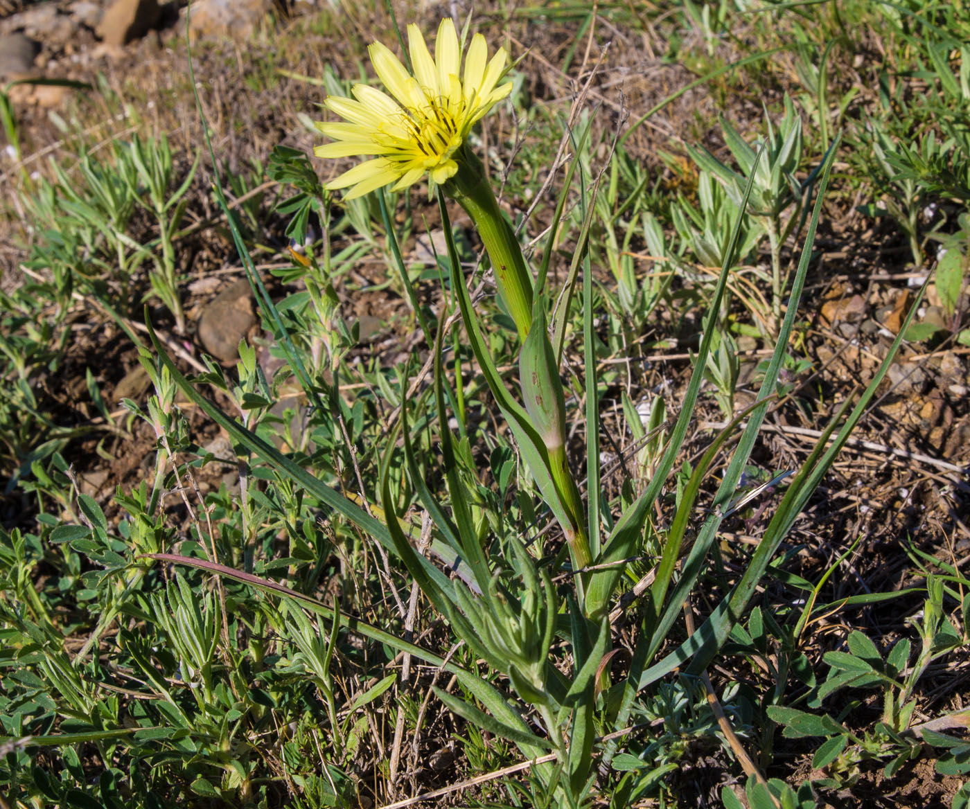 Image of Tragopogon dubius specimen.