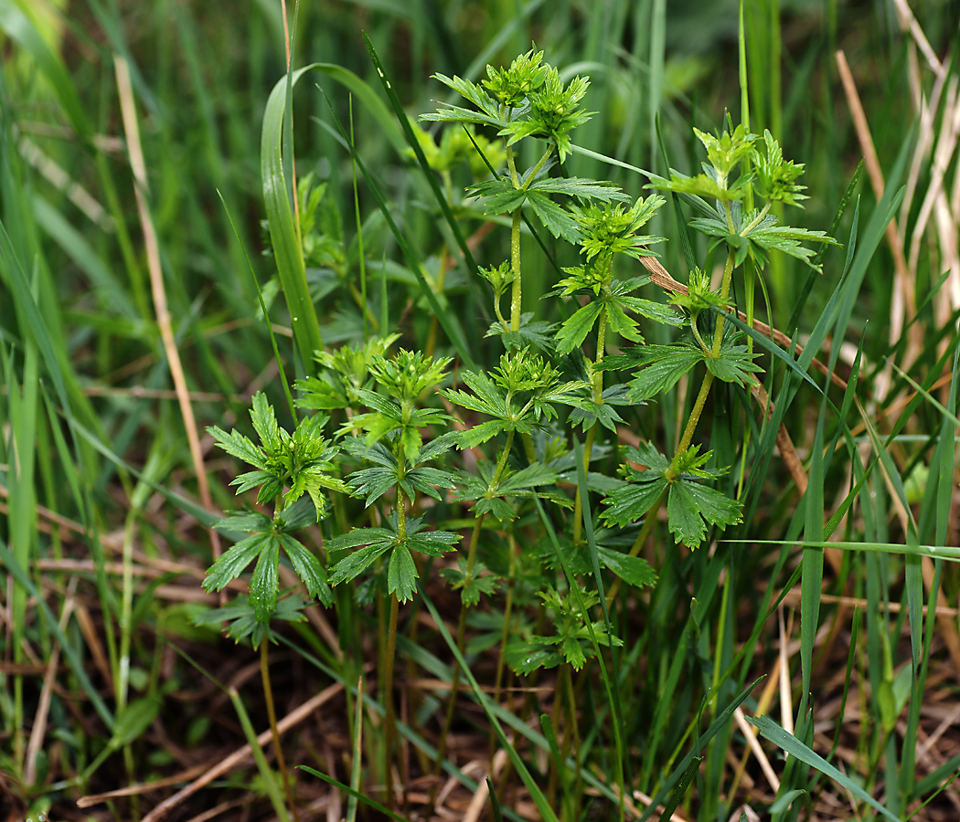 Изображение особи Potentilla erecta.