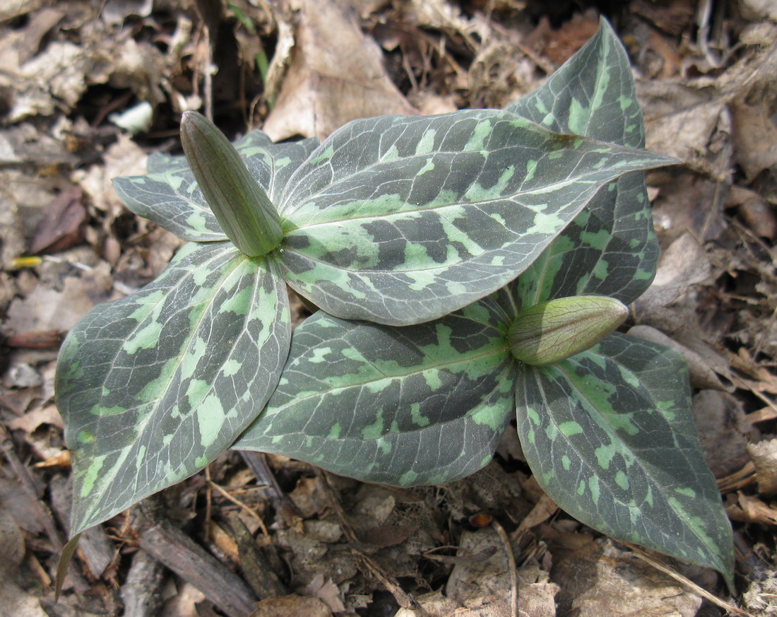 Изображение особи Trillium luteum.