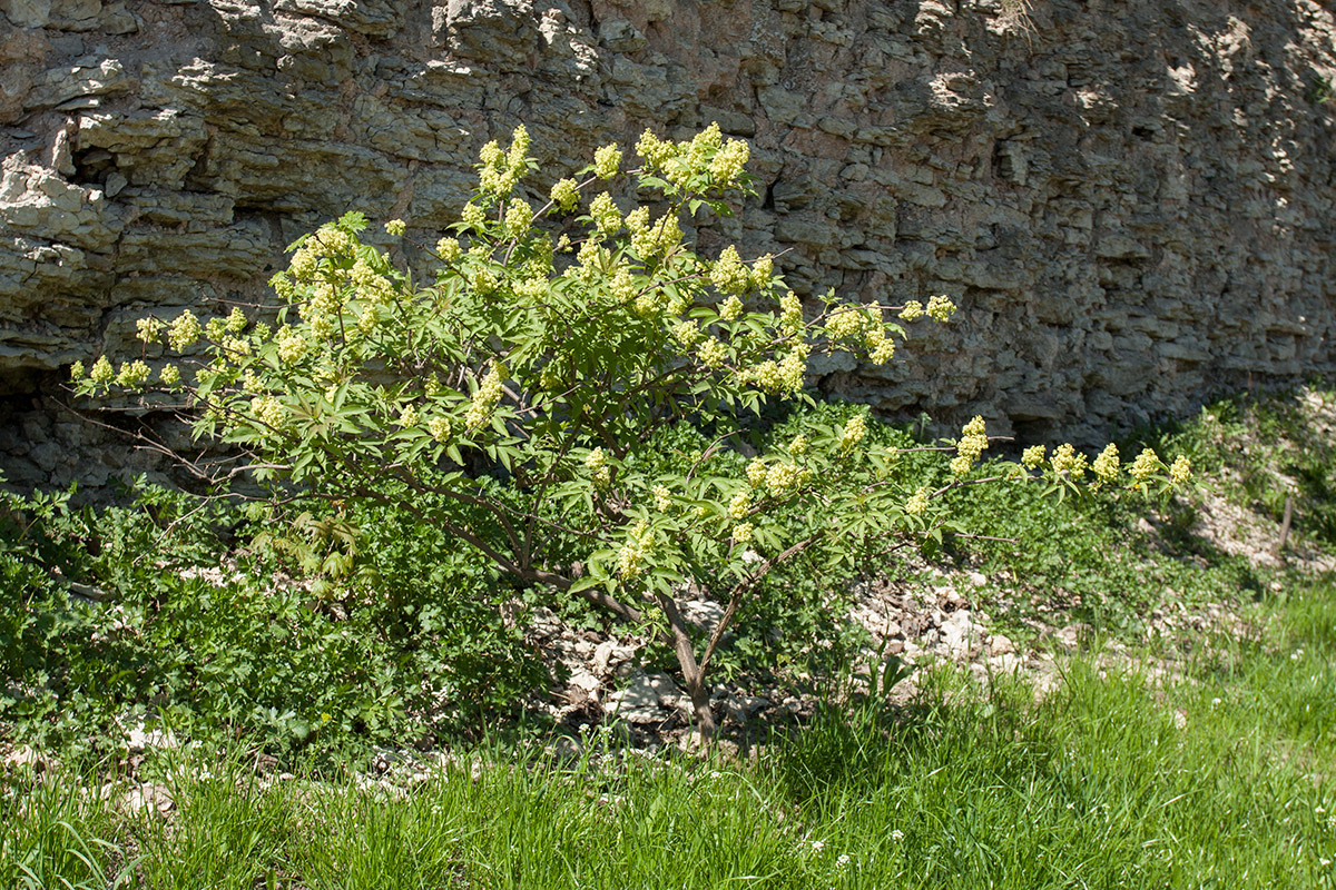 Image of Sambucus racemosa specimen.