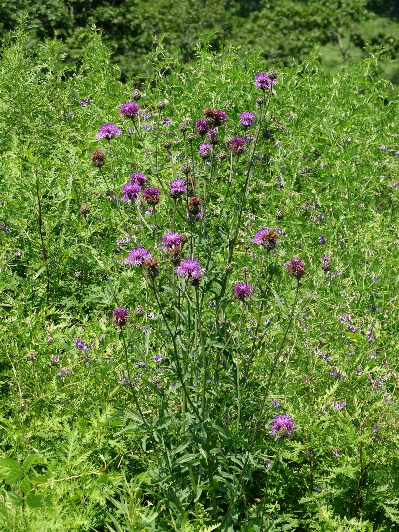 Image of Centaurea scabiosa specimen.