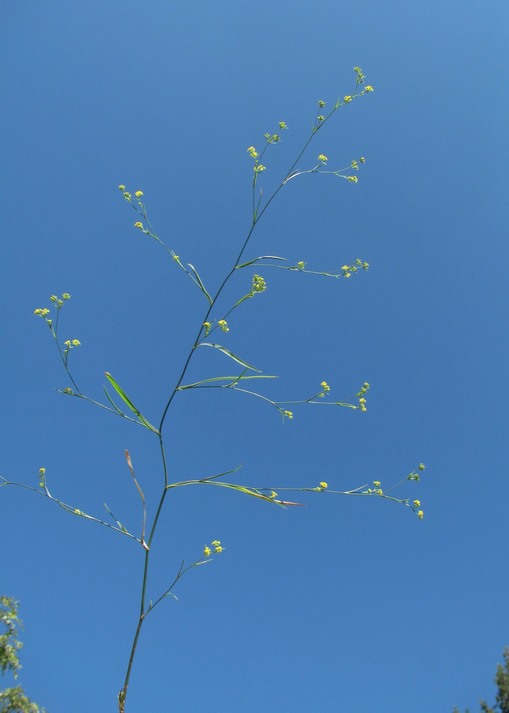 Image of Bupleurum brachiatum specimen.