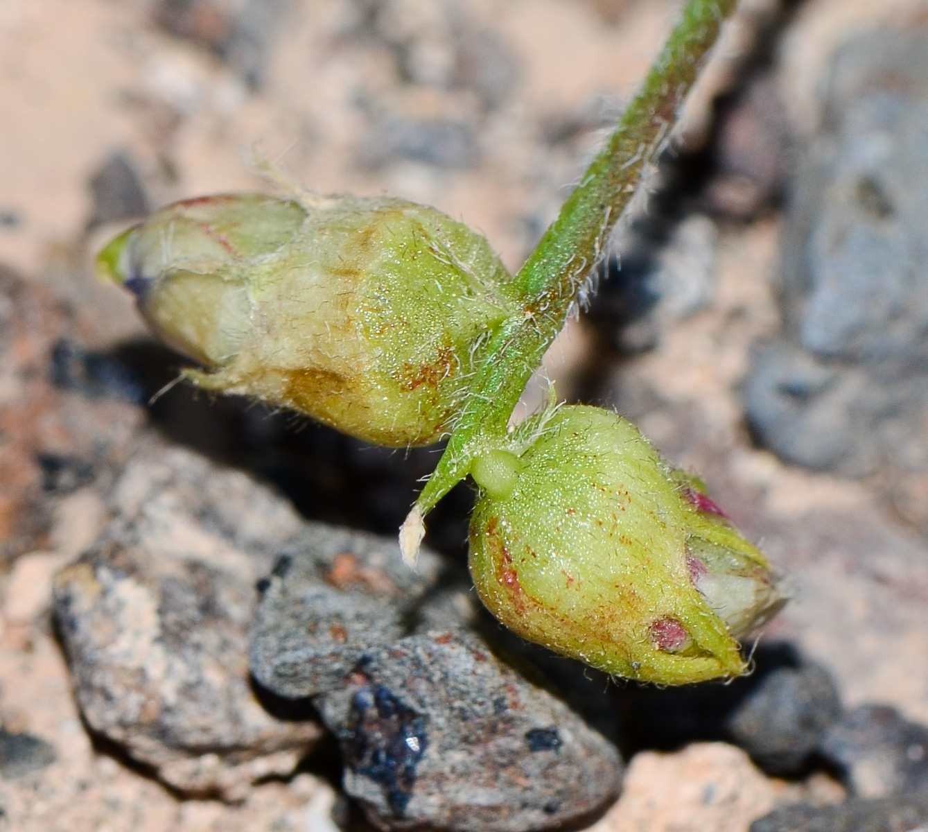 Изображение особи Astragalus mareoticus.