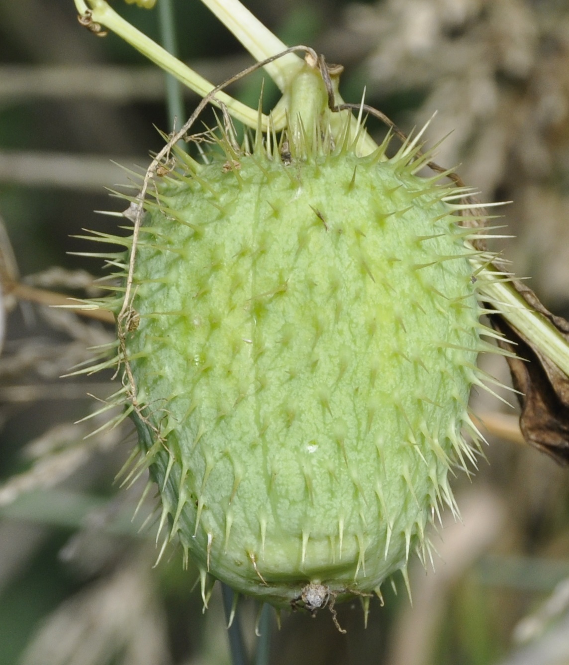 Изображение особи Echinocystis lobata.