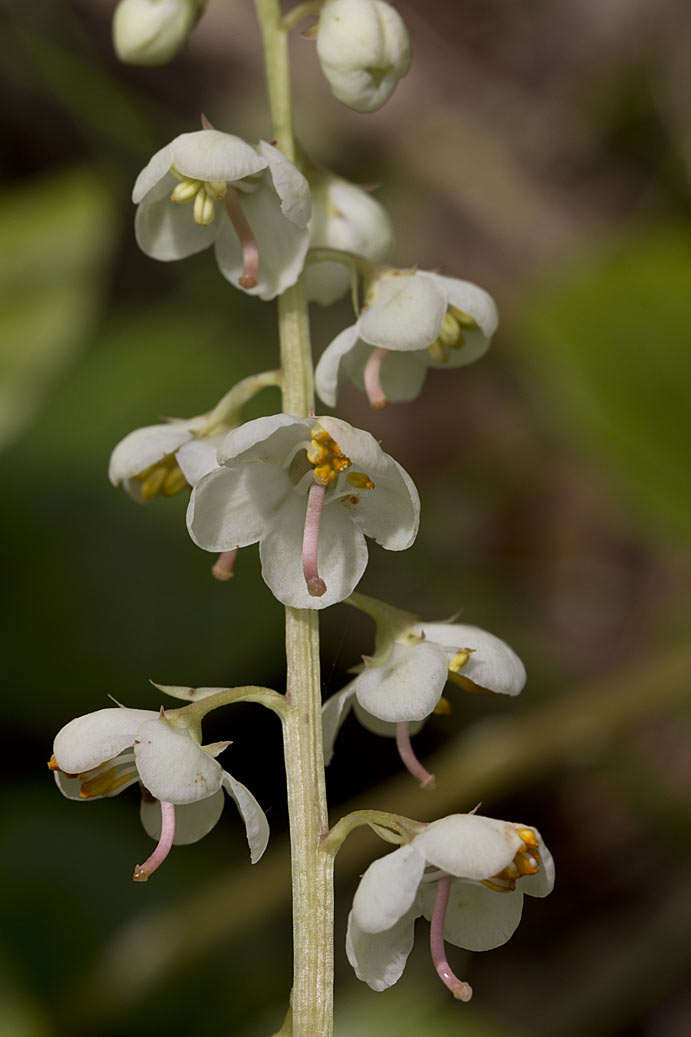 Image of Pyrola rotundifolia specimen.