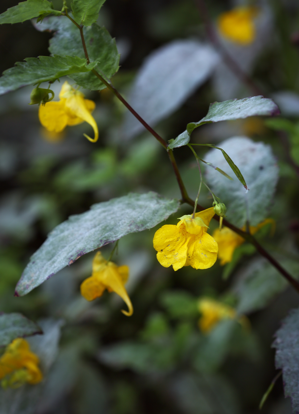 Image of Impatiens noli-tangere specimen.