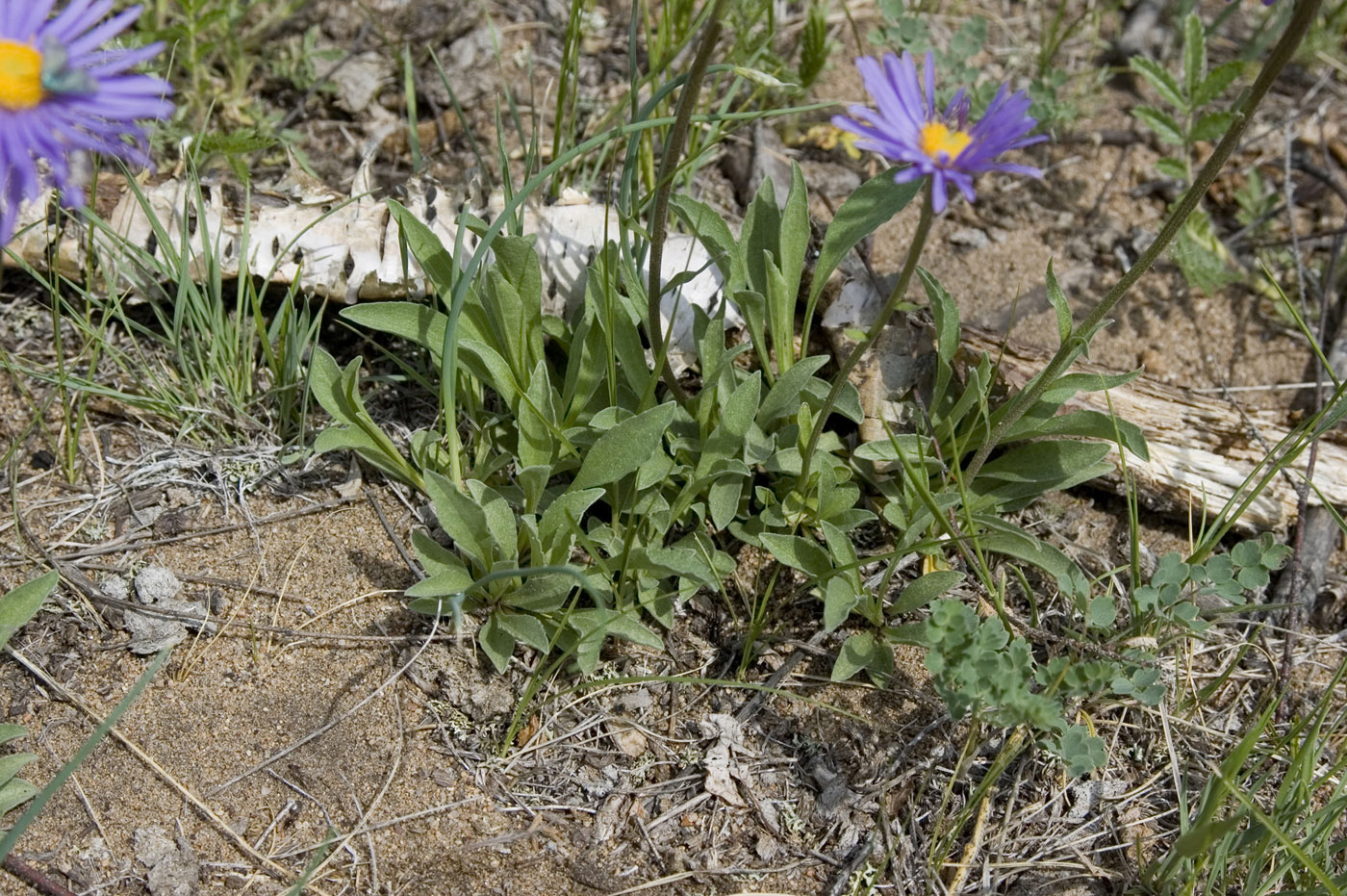 Image of Aster alpinus specimen.