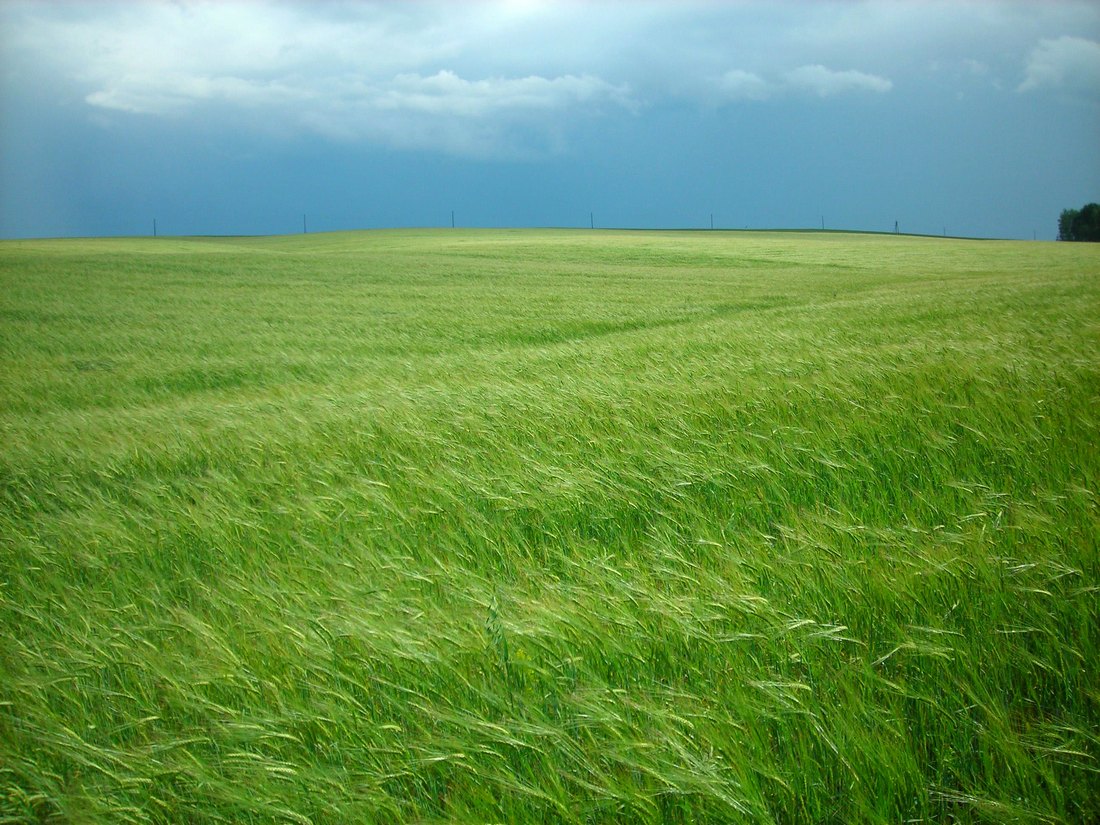 Image of Hordeum distichon specimen.