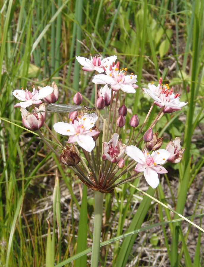 Image of Butomus umbellatus specimen.