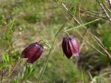 Fritillaria ruthenica