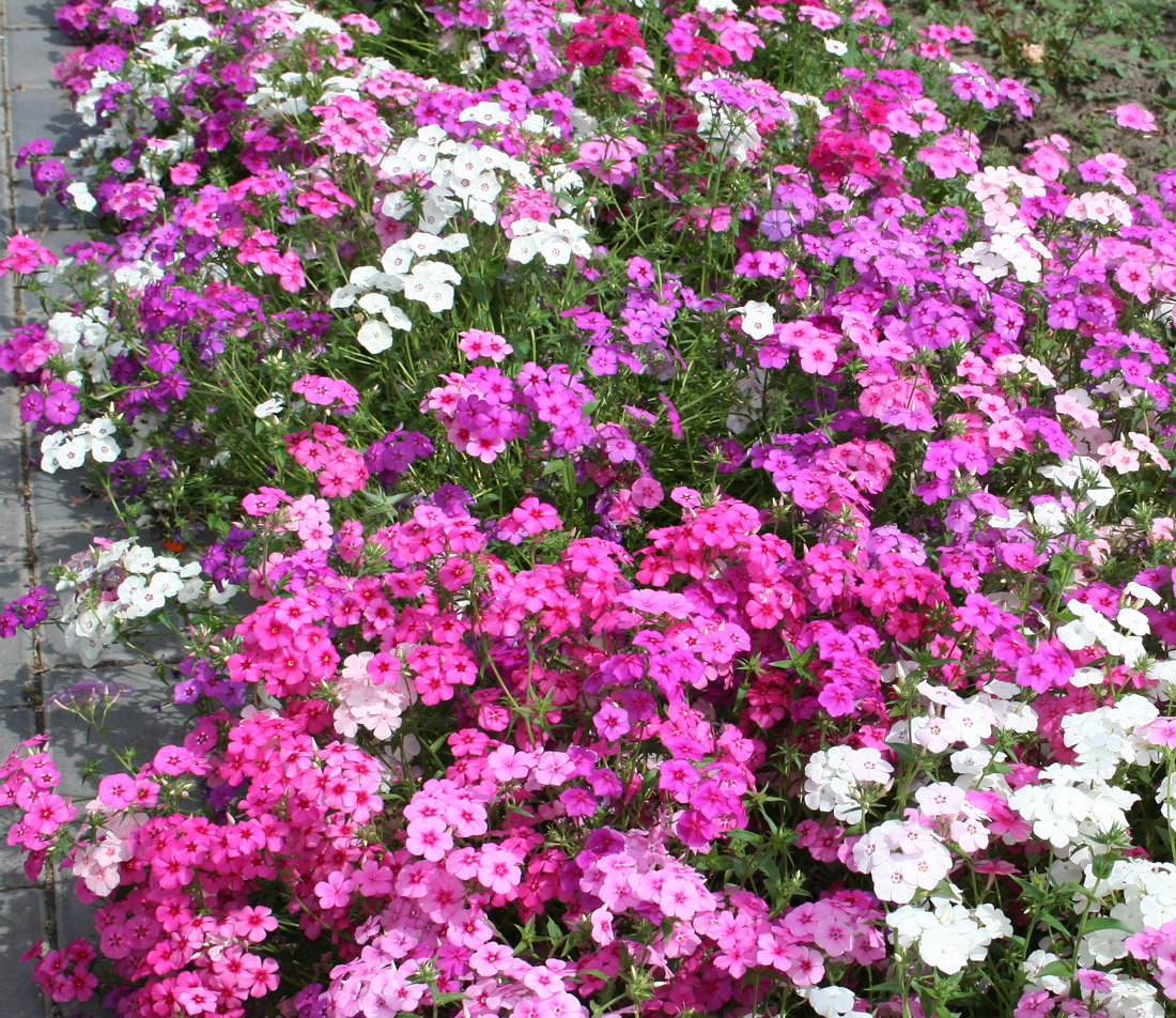 Изображение особи Phlox drummondii.