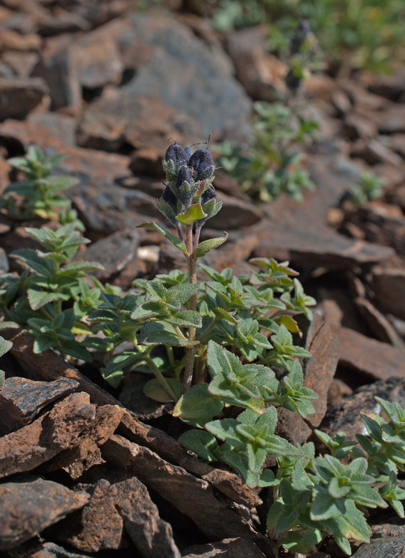 Image of Veronica macrostemon specimen.