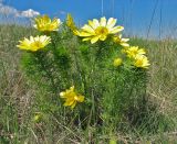 Adonis vernalis. Цветущее растение на степном склоне. Украина, Донецкая обл., Новоазовский р-н, окр. с. Гусельщиково, Харцызская балка. 28.04.2007.