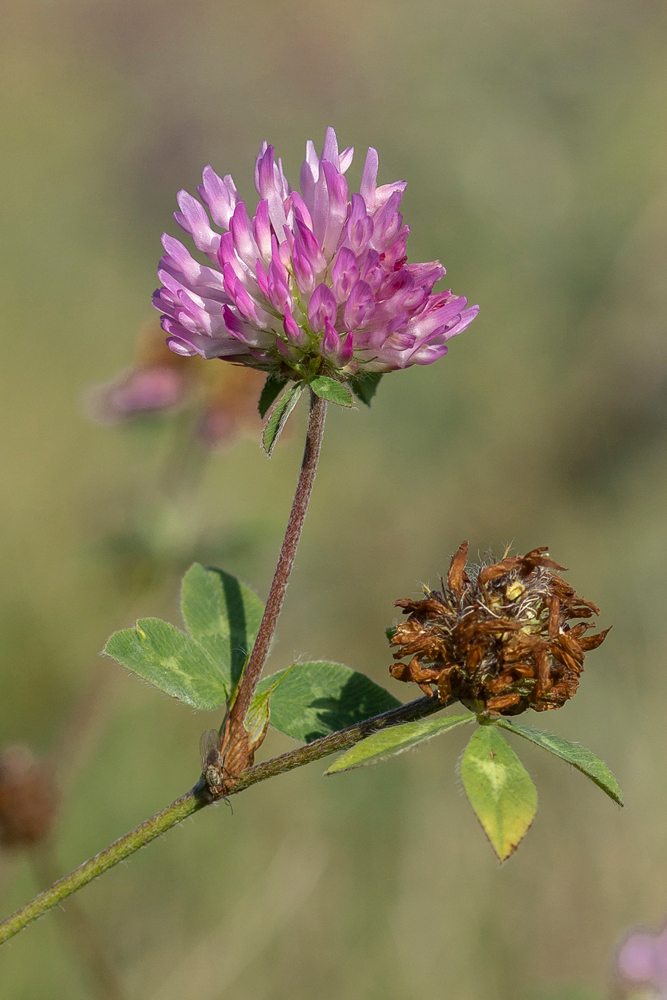 Image of Trifolium pratense specimen.