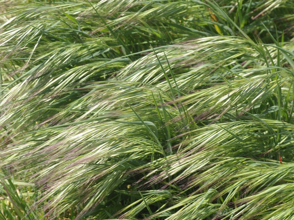 Image of Anisantha tectorum specimen.