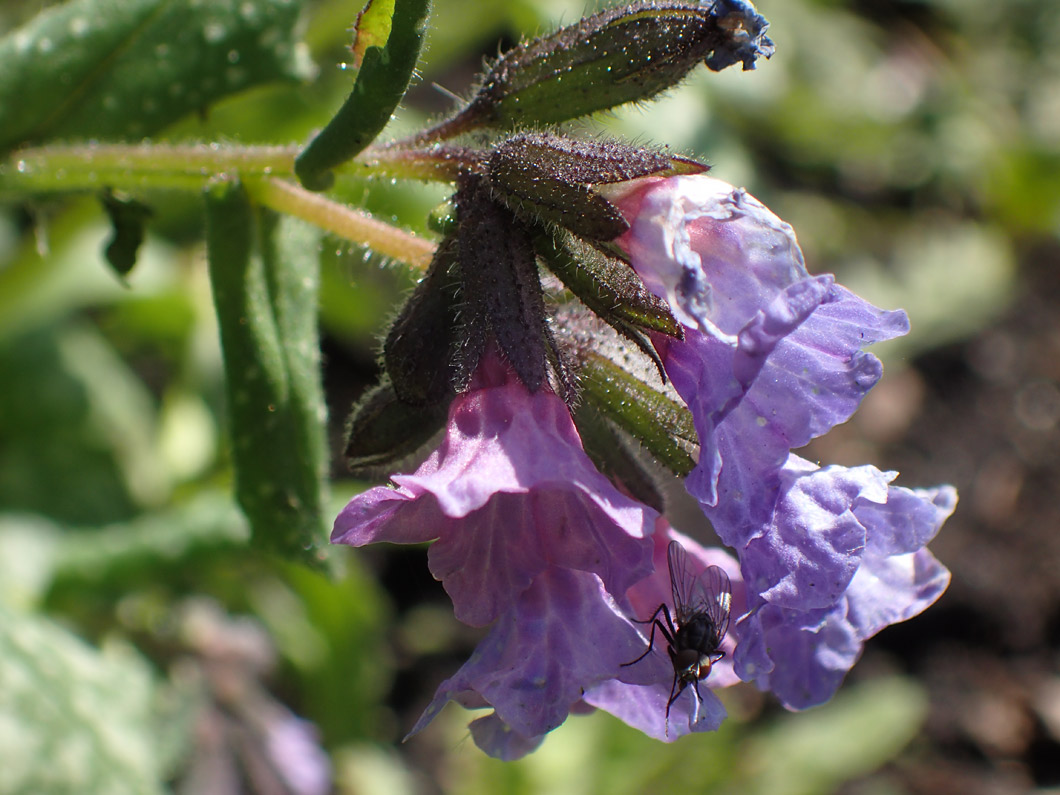 Image of Pulmonaria officinalis specimen.