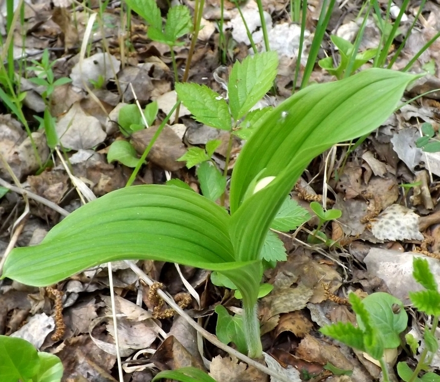 Изображение особи Cypripedium guttatum.