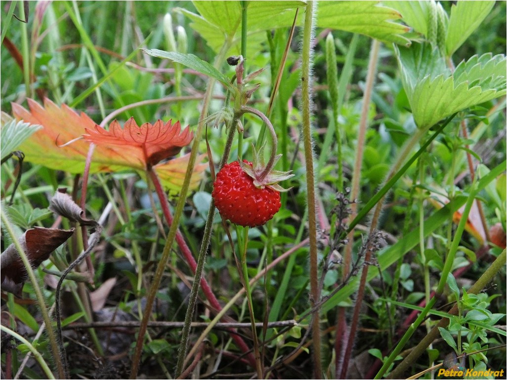 Изображение особи Fragaria vesca.