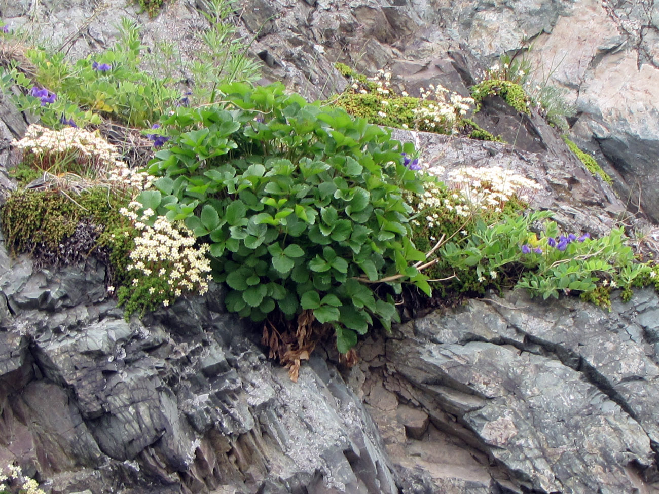 Изображение особи Ligusticum scoticum.