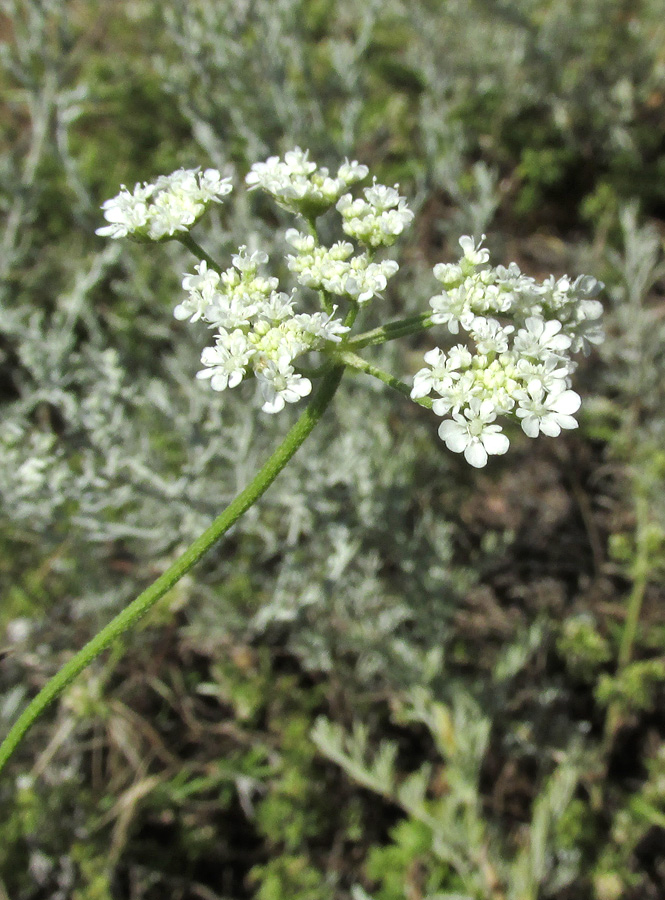 Image of Torilis arvensis specimen.