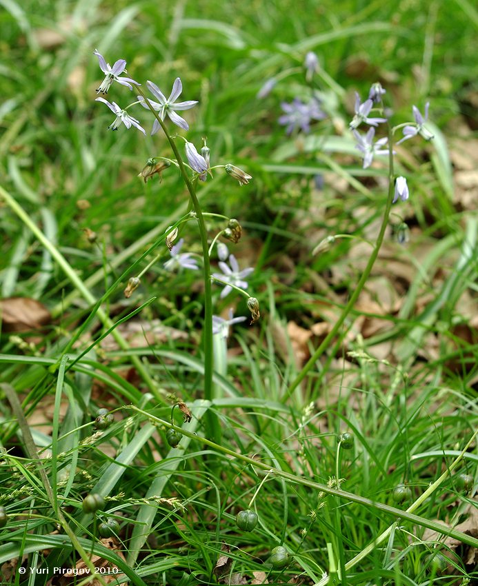 Изображение особи Scilla hohenackeri.