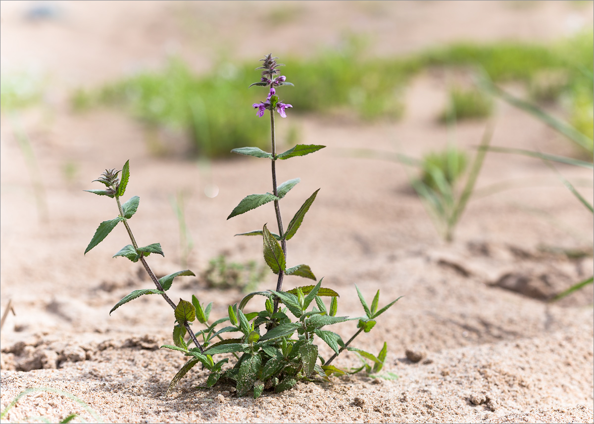 Изображение особи Stachys palustris.