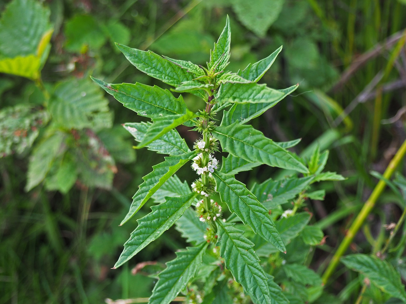 Изображение особи Lycopus europaeus.