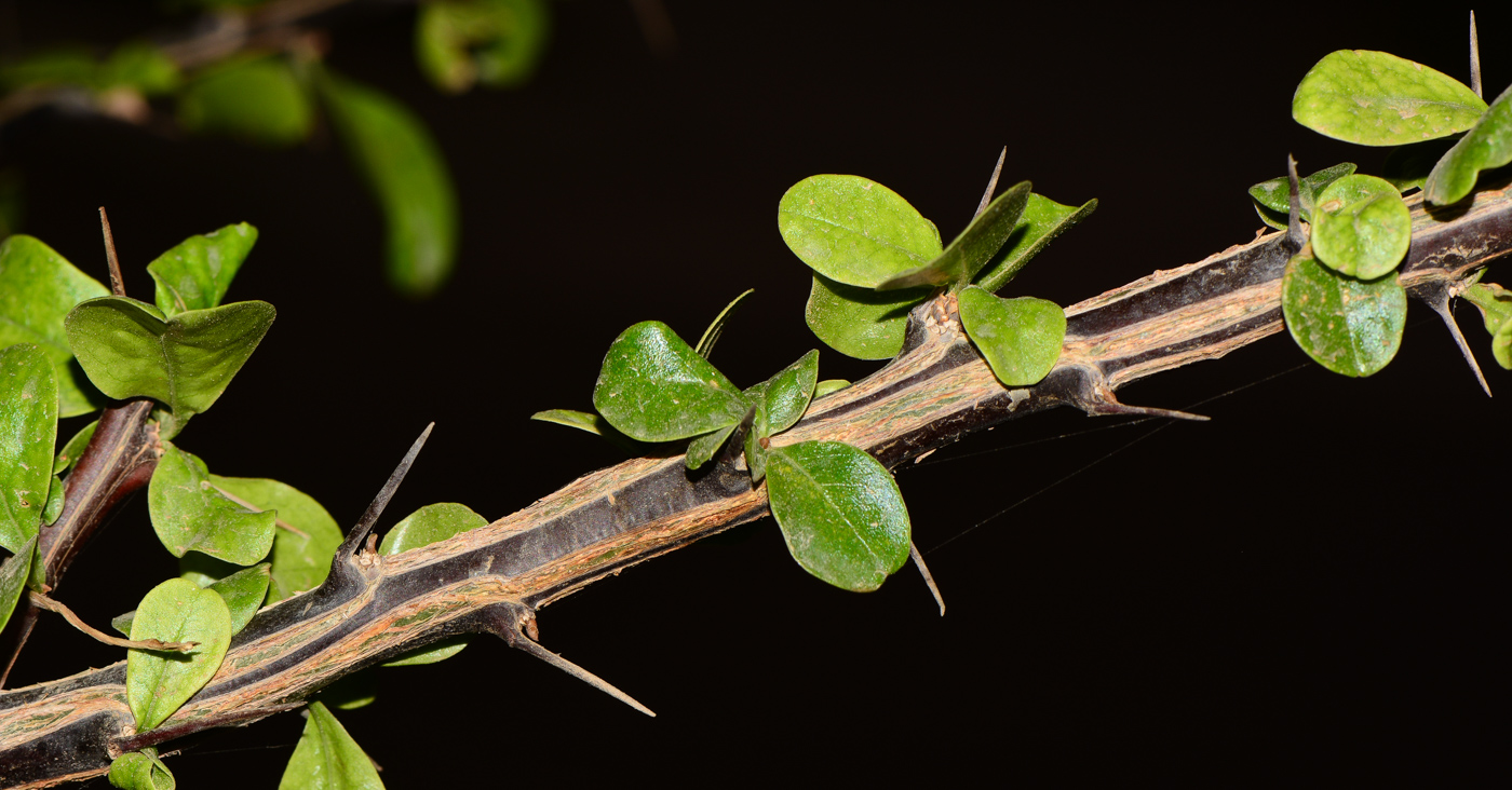 Image of Fouquieria macdougalii specimen.