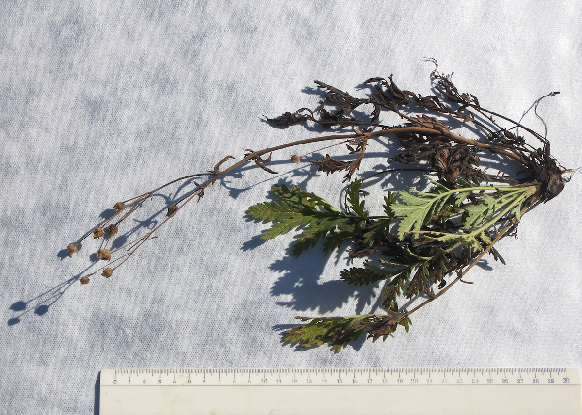 Image of Potentilla agrimonioides specimen.