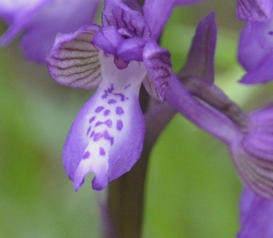 Image of Anacamptis morio ssp. caucasica specimen.