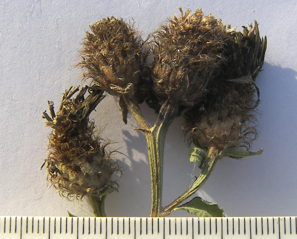 Image of Centaurea abnormis specimen.
