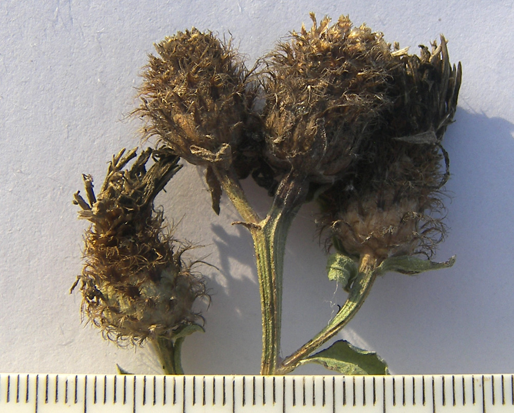 Изображение особи Centaurea abnormis.