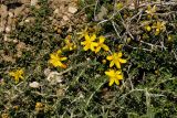 Hypericum trichocaulon