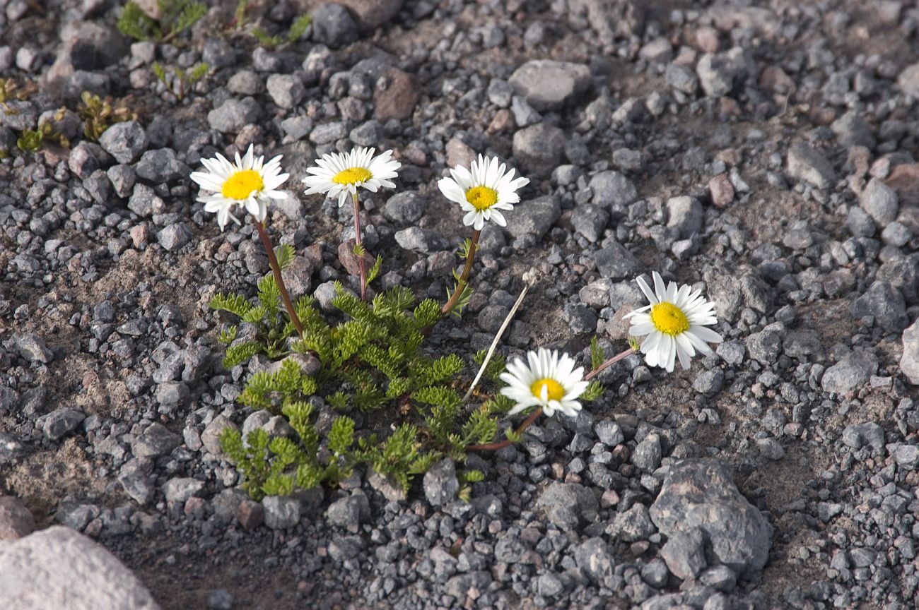 Изображение особи Anthemis iberica.