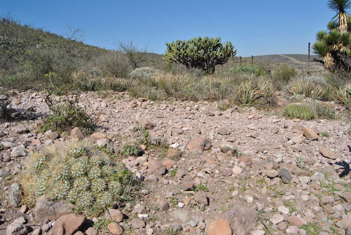 Image of Mammillaria compressa specimen.