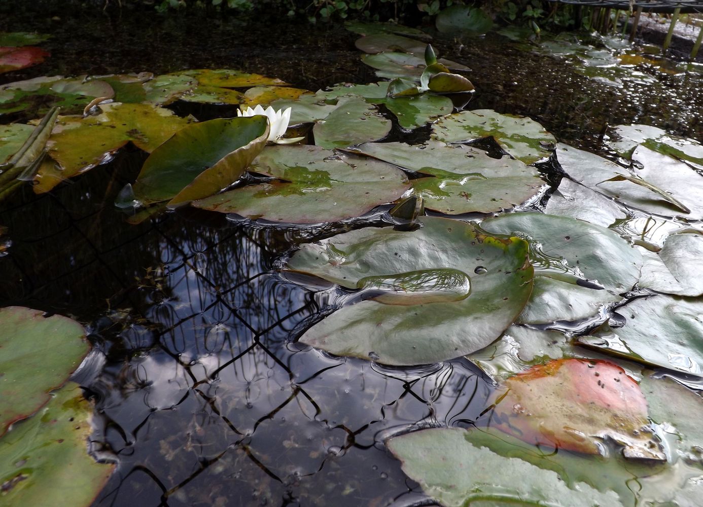 Image of Nymphaea tetragona specimen.