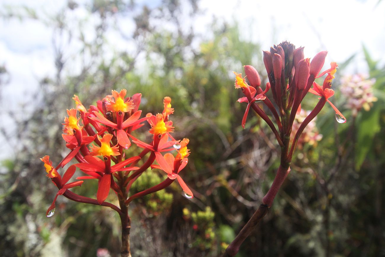 Image of Epidendrum secundum specimen.