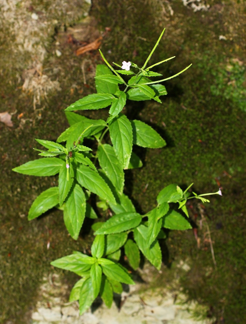 Image of Epilobium montanum specimen.