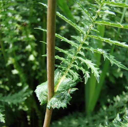 Изображение особи Filipendula vulgaris.