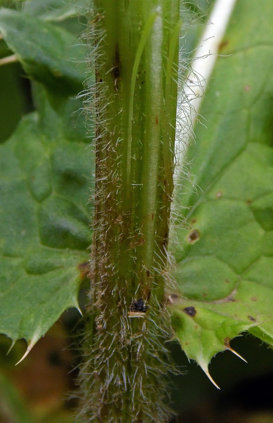 Изображение особи Cirsium obvallatum.