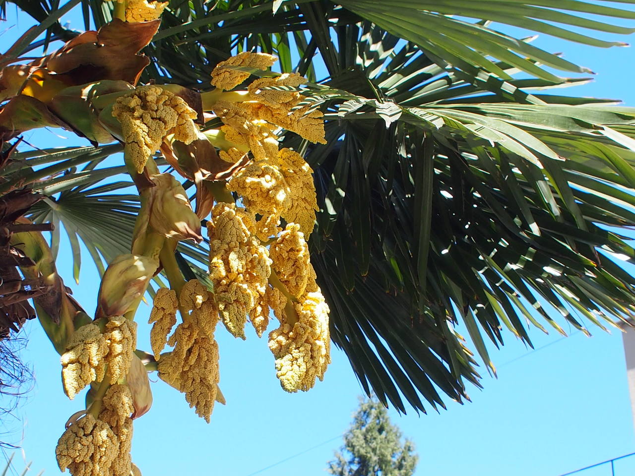 Изображение особи Trachycarpus fortunei.